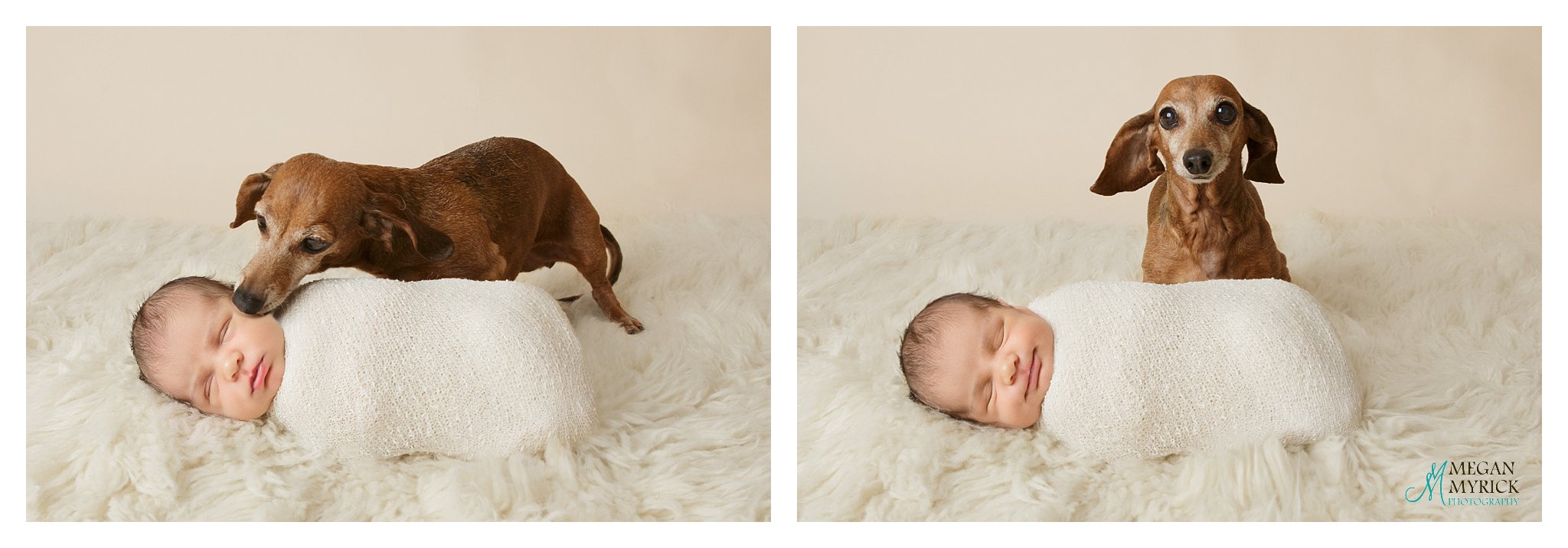 Four Legged Sibling|Richmond Hill Newborn Photographer|www.meganmyrickphotography.com